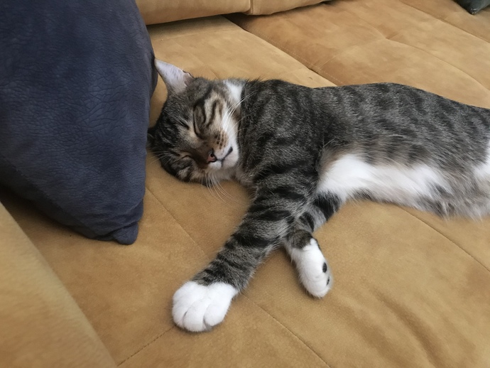 Bugün Dünya Kedi Günü! Bir patili fotoğrafıyla kutlayalım mı?