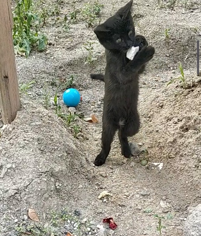 Bugün Dünya Kedi Günü! Bir patili fotoğrafıyla kutlayalım mı?