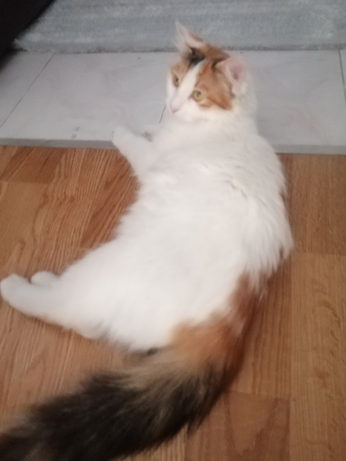 Bugün Dünya Kedi Günü! Bir patili fotoğrafıyla kutlayalım mı?