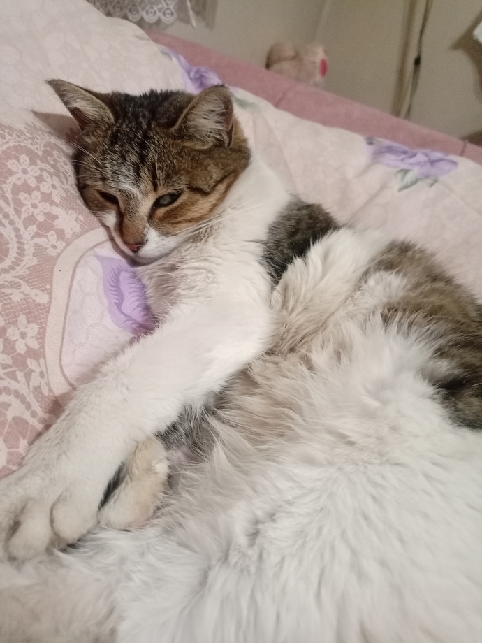 Bugün Dünya Kedi Günü! Bir patili fotoğrafıyla kutlayalım mı?