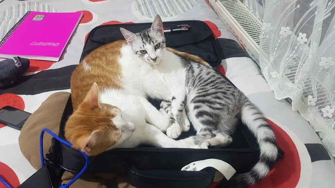 Bugün Dünya Kedi Günü! Bir patili fotoğrafıyla kutlayalım mı?