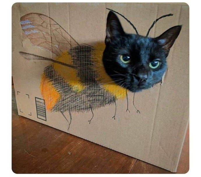 Bugün Dünya Kedi Günü! Bir patili fotoğrafıyla kutlayalım mı?