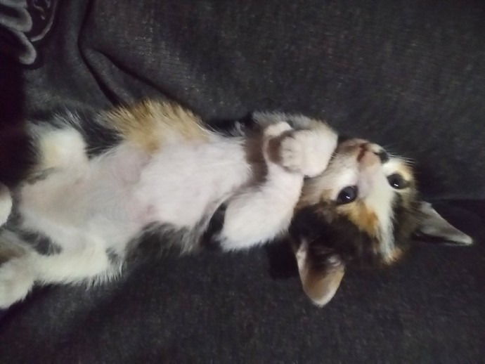 Bugün Dünya Kedi Günü! Bir patili fotoğrafıyla kutlayalım mı?