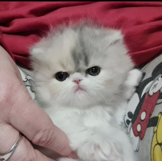 Bugün Dünya Kedi Günü! Bir patili fotoğrafıyla kutlayalım mı?
