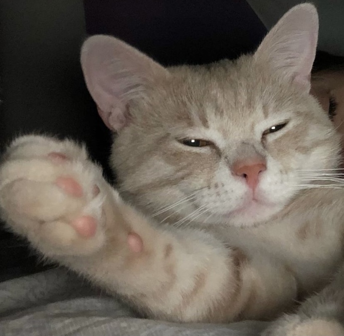 Bugün Dünya Kedi Günü! Bir patili fotoğrafıyla kutlayalım mı?