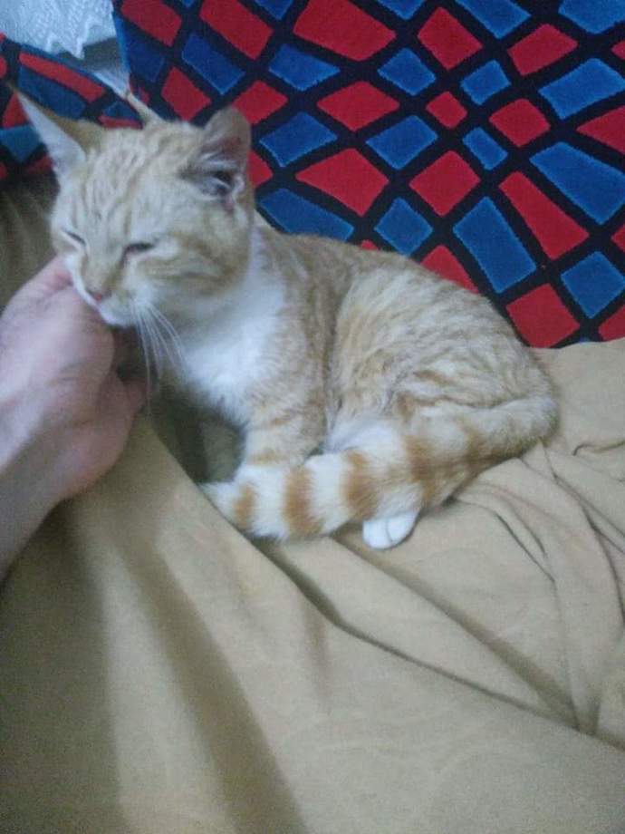 Bugün Dünya Kedi Günü! Bir patili fotoğrafıyla kutlayalım mı?