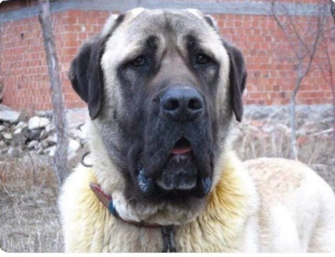 Bugün Dünya Kedi Günü! Bir patili fotoğrafıyla kutlayalım mı?
