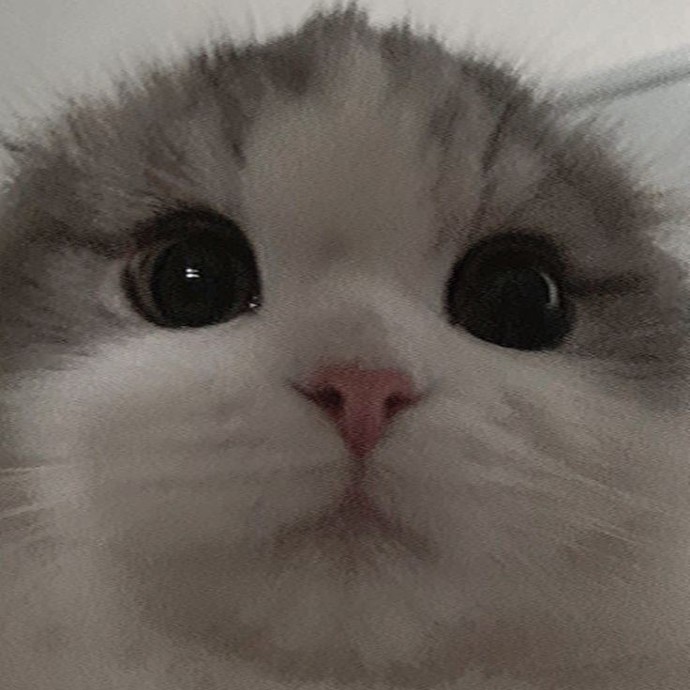 Bugün Dünya Kedi Günü! Bir patili fotoğrafıyla kutlayalım mı?