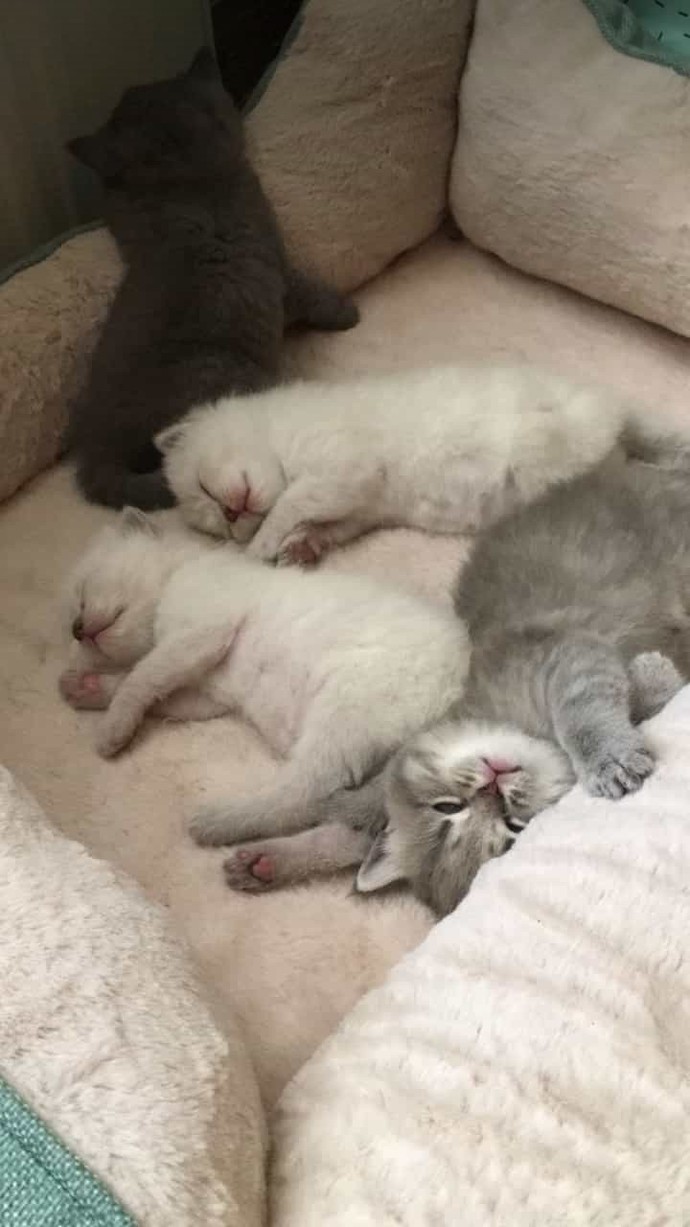 Bugün Dünya Kedi Günü! Bir patili fotoğrafıyla kutlayalım mı?