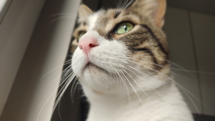 Bugün Dünya Kedi Günü! Bir patili fotoğrafıyla kutlayalım mı?