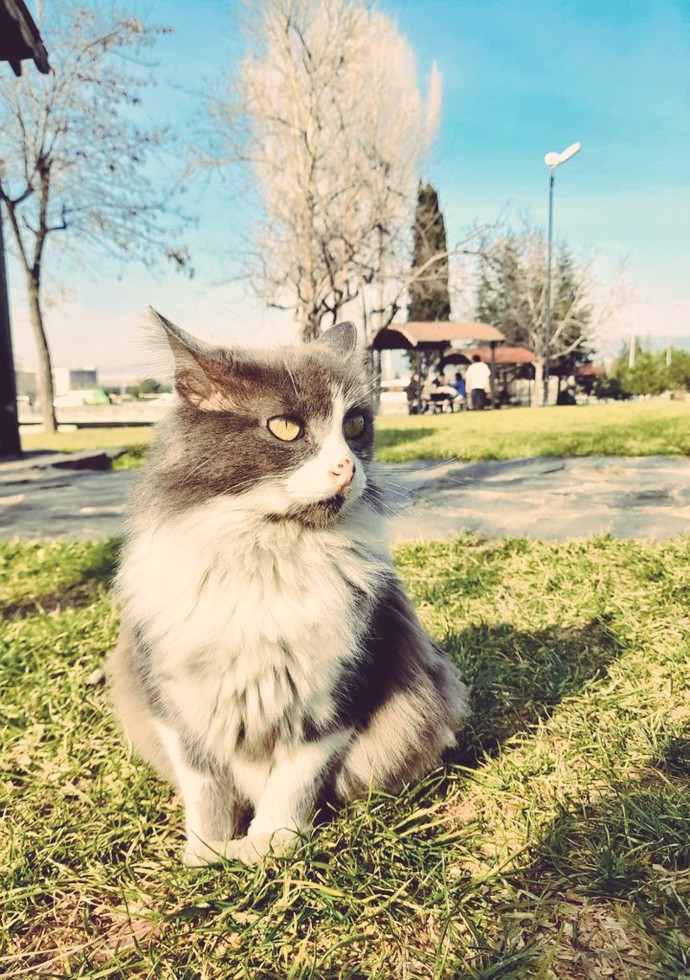 Bugün Dünya Kedi Günü! Bir patili fotoğrafıyla kutlayalım mı?