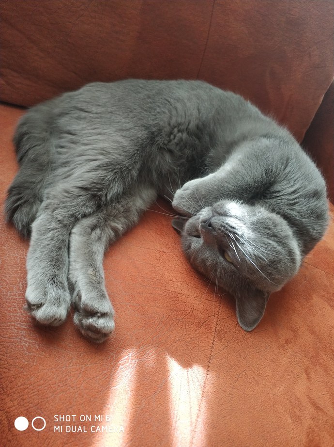 Bugün Dünya Kedi Günü! Bir patili fotoğrafıyla kutlayalım mı?