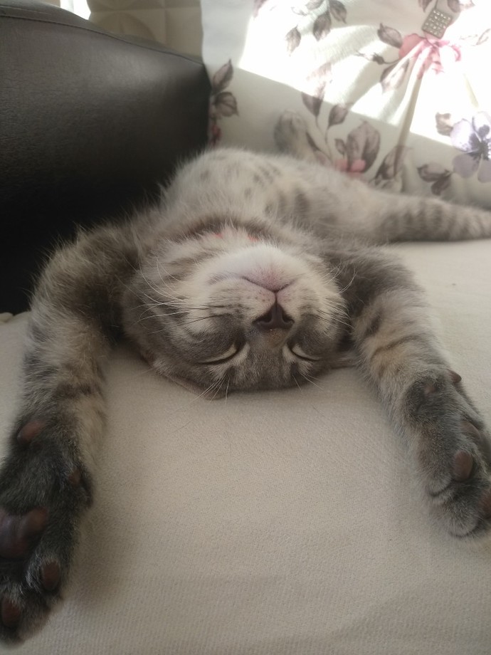 Bugün Dünya Kedi Günü! Bir patili fotoğrafıyla kutlayalım mı?