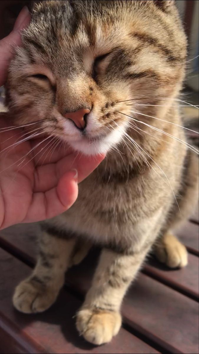 Bugün Dünya Kedi Günü! Bir patili fotoğrafıyla kutlayalım mı?
