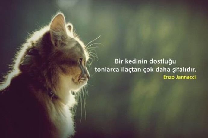 Bugün Dünya Kedi Günü! Bir patili fotoğrafıyla kutlayalım mı?