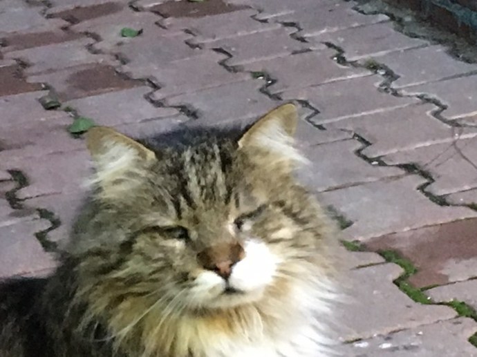 Bugün Dünya Kedi Günü! Bir patili fotoğrafıyla kutlayalım mı?
