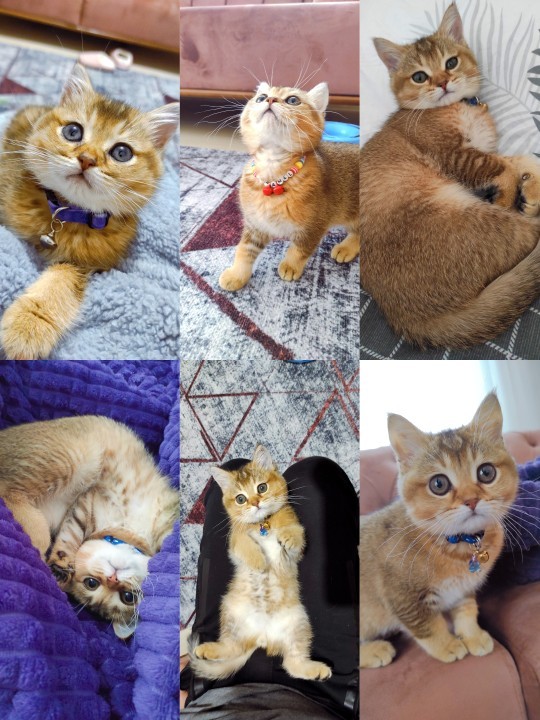 Bugün Dünya Kedi Günü! Bir patili fotoğrafıyla kutlayalım mı?