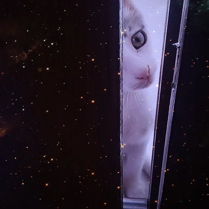 Bugün Dünya Kedi Günü! Bir patili fotoğrafıyla kutlayalım mı?