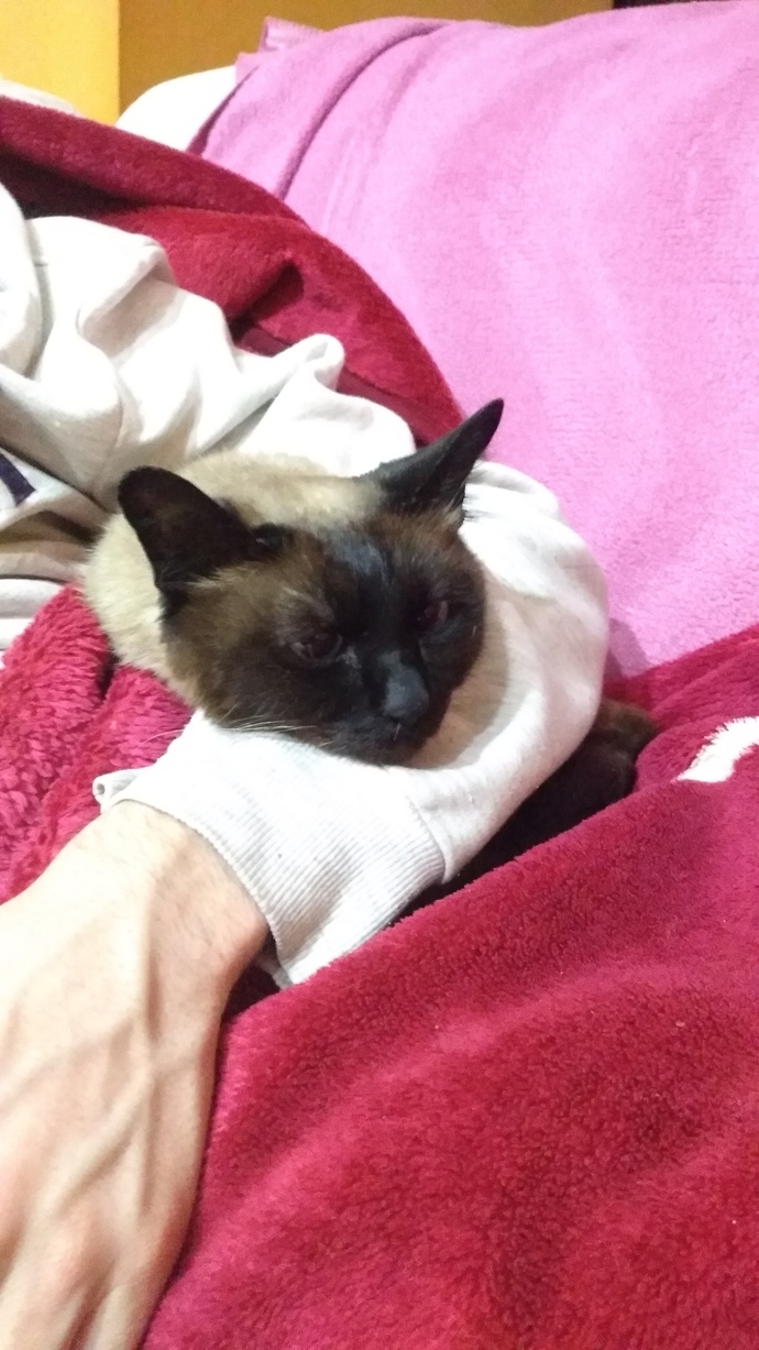Bugün Dünya Kedi Günü! Bir patili fotoğrafıyla kutlayalım mı?