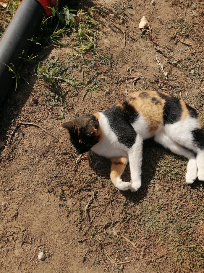 Bugün Dünya Kedi Günü! Bir patili fotoğrafıyla kutlayalım mı?