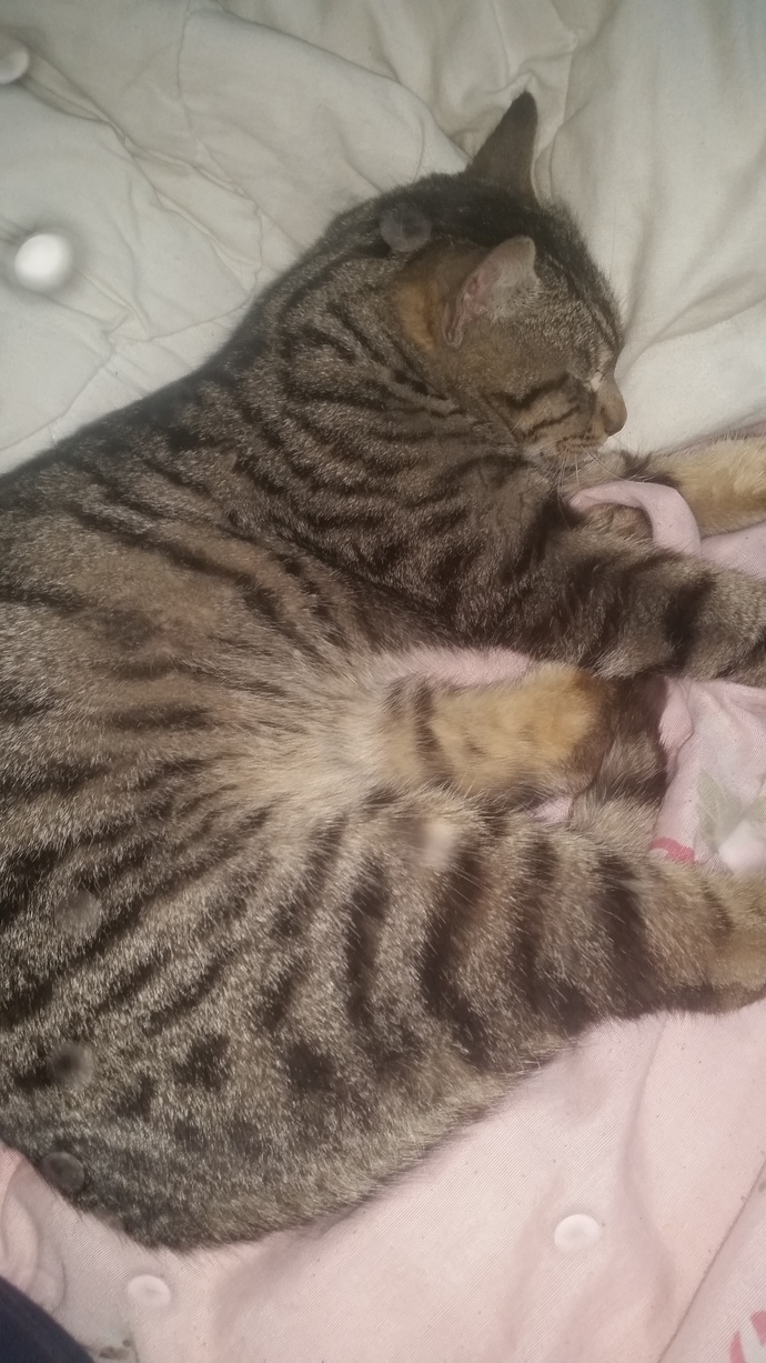 Bugün Dünya Kedi Günü! Bir patili fotoğrafıyla kutlayalım mı?