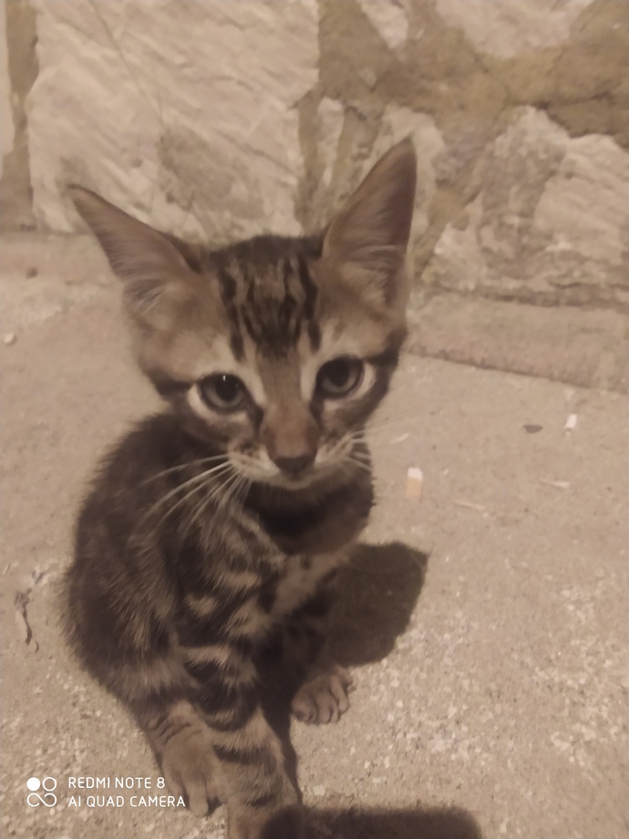 Bugün Dünya Kedi Günü! Bir patili fotoğrafıyla kutlayalım mı?