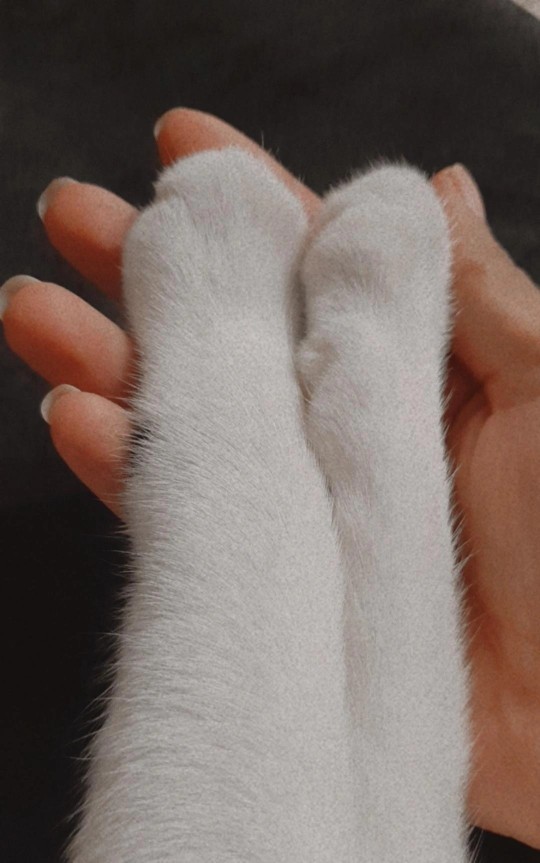 Bugün Dünya Kedi Günü! Bir patili fotoğrafıyla kutlayalım mı?