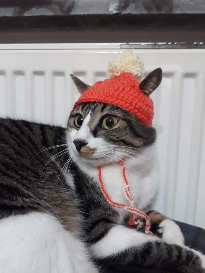 Bugün Dünya Kedi Günü! Bir patili fotoğrafıyla kutlayalım mı?