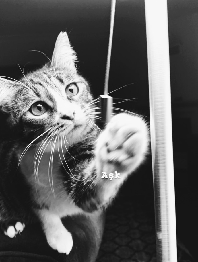 Bugün Dünya Kedi Günü! Bir patili fotoğrafıyla kutlayalım mı?