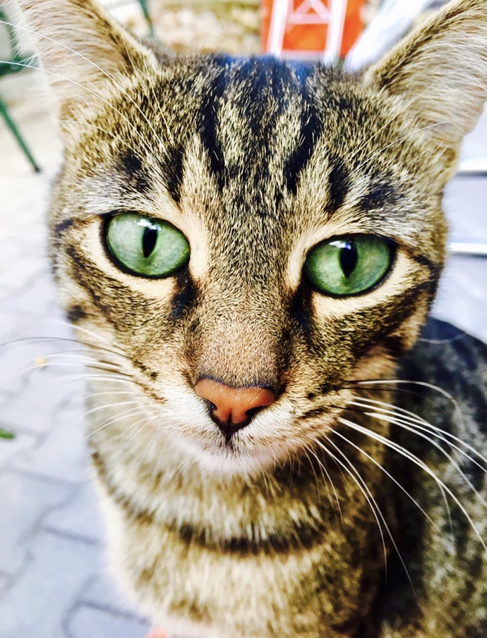 🐈 