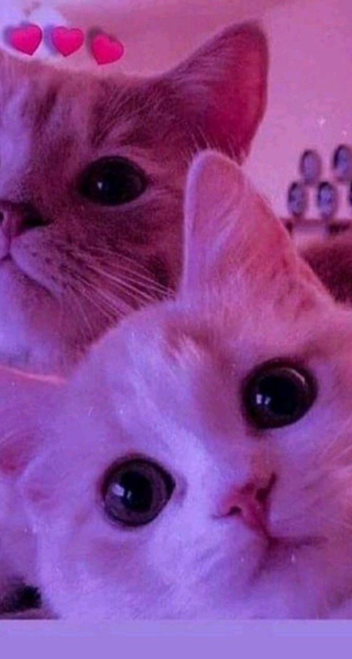 Bugün Dünya Kedi Günü! Bir patili fotoğrafıyla kutlayalım mı?