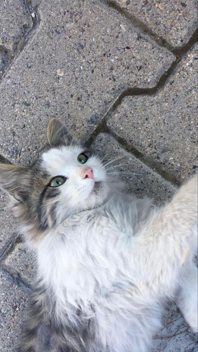 Bugün Dünya Kedi Günü! Bir patili fotoğrafıyla kutlayalım mı?