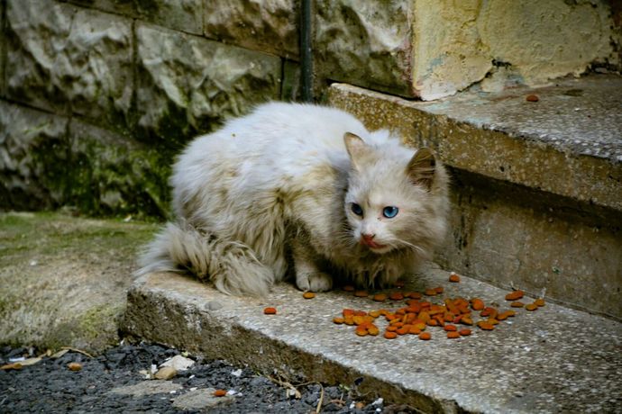 Bugün Dünya Kedi Günü! Bir patili fotoğrafıyla kutlayalım mı?
