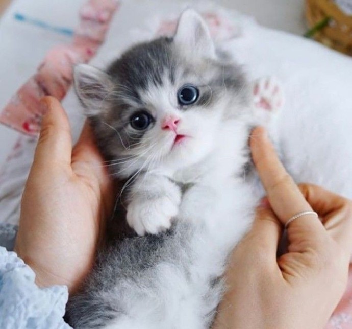 Bugün Dünya Kedi Günü! Bir patili fotoğrafıyla kutlayalım mı?