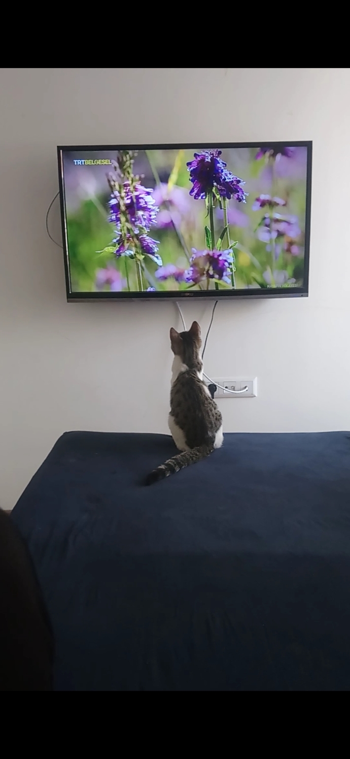 Bugün Dünya Kedi Günü! Bir patili fotoğrafıyla kutlayalım mı?