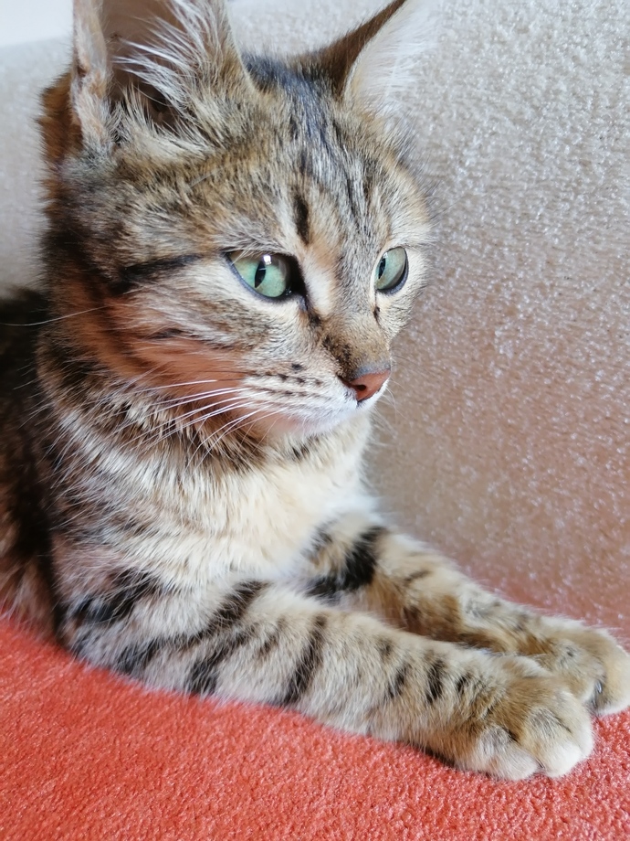 Bugün Dünya Kedi Günü! Bir patili fotoğrafıyla kutlayalım mı?
