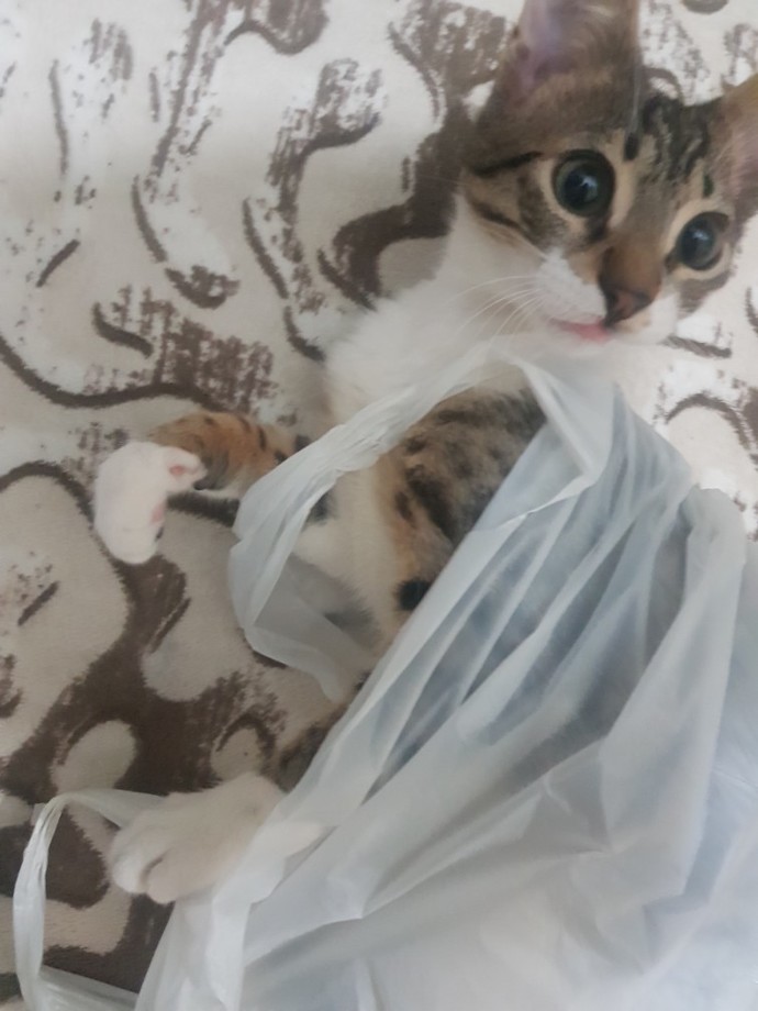 Bugün Dünya Kedi Günü! Bir patili fotoğrafıyla kutlayalım mı?