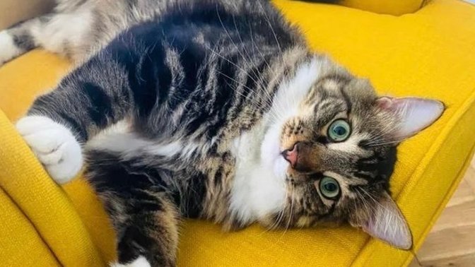 Bugün Dünya Kedi Günü! Bir patili fotoğrafıyla kutlayalım mı?
