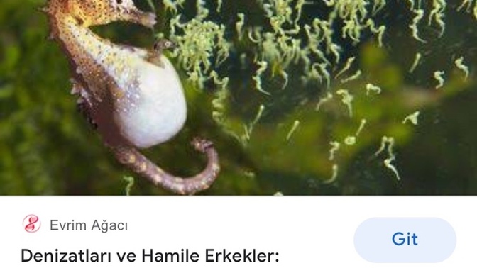 İnsanlar hayvanlardan evrimleştiyse erkeklerin doğum yapma olasılığı yüzde kaçtır?