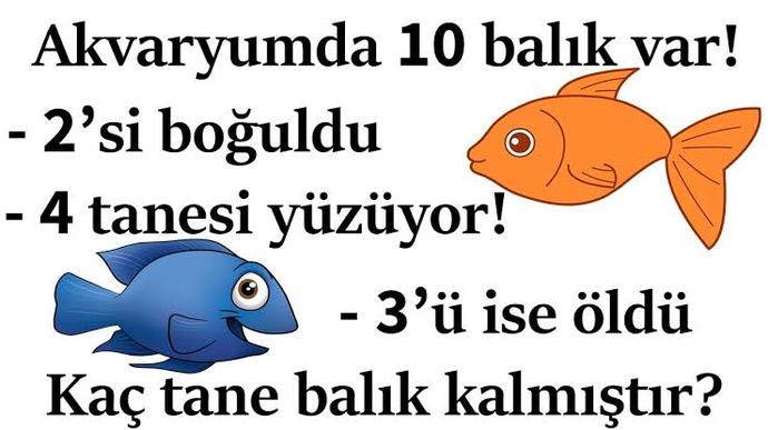 Balık besleyenler bilmesi gerek?