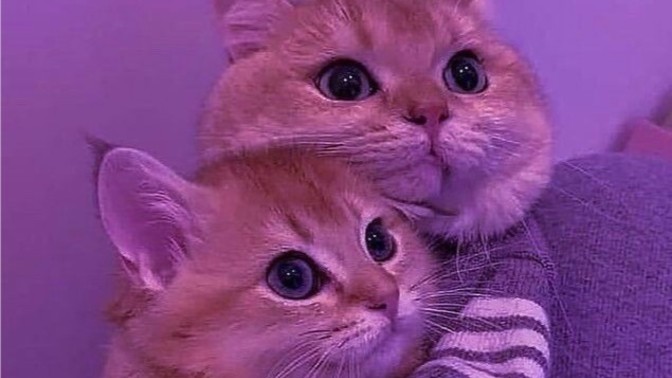 İntihar mektubu yazsanız ilk cümle ne ile başlardı?