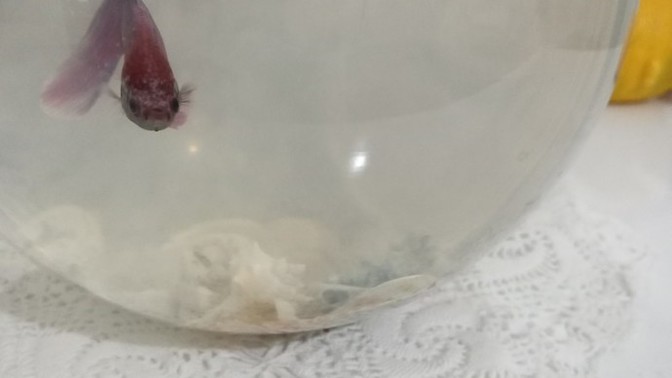 Balıklar sizce gerçekten balık hafızalımı?