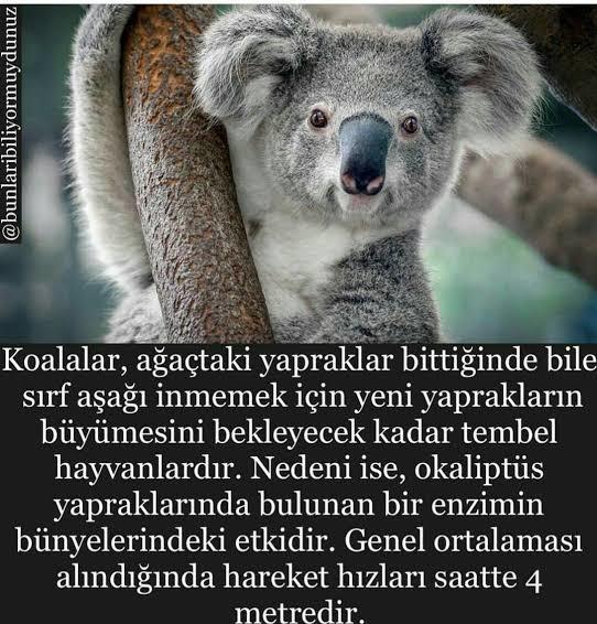 Kendinizi hangi hayvana benzetiyorsunuz?