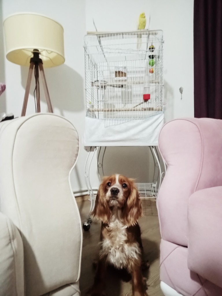 Evde sizi hi� yaln�z b�rakmayan patili bir dostunuz var m�?