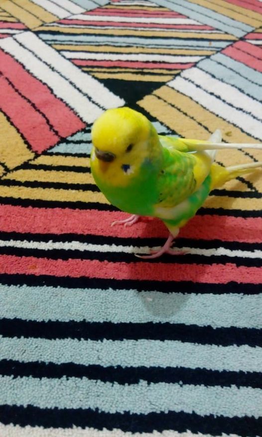 Hayvan dostlarınızla aranız nasıl?