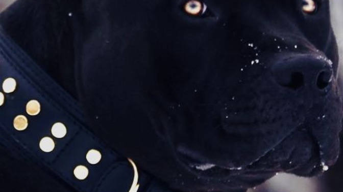 Bu pitbul senin olsaydı adını ne koyardın?
