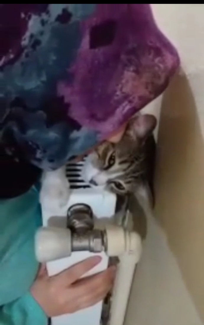 Kedi ve köpekleri öperek seviyor musunuz?
