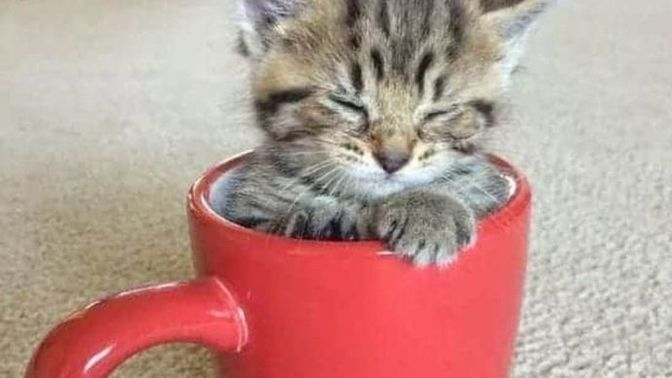 Kedim 7 aylık, hangi kedi mamasını kullanabilirim?