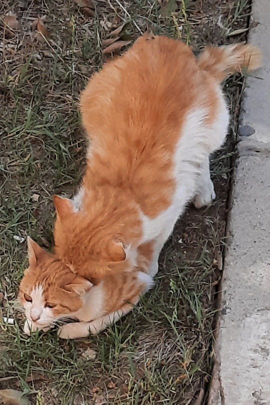 Şubat bitti Mart geldi. Mart ayı kedi ayı mı?