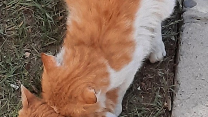 Şubat bitti Mart geldi. Mart ayı kedi ayı mı?